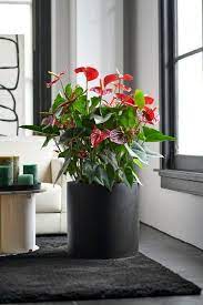 The Flamingo Flower Seen Up Close Important Care Tips Home Decors Ideas 2020 Anthurium Plant Plants Anthurium