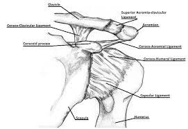 License image this diagram illustrates the interior of the right shoulder joint capsule as viewed from the side. Depiction Of The Ligaments Of The Shoulder Joint Complex Download Scientific Diagram