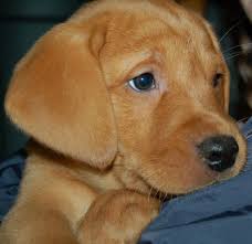 Akc certified purebred fox red labrador puppies as a breeder i strive to produce quality and healthy purebred fox red labrador puppies with good temperaments. Grove British Labs British Labradors Minnesota Wisconsin