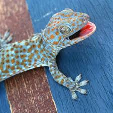 Gecko ist der förderverein des christlichen kinderhospitals osnabrück und sammelt gelder für die einrichtung und versorgung. Steckbrief Gecko Wissen Swr Kindernetz