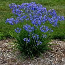 Image result for Agapanthus codii