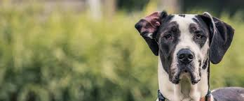 The tumor, or sarcoma, can be rather painful, often causing dogs to walk with as cancer progresses and the tumor grows, you may notice them displaying the symptoms of osteosarcoma in dogs, including Canine Osteosarcoma A Deadly Bone Tumor Of Dogs