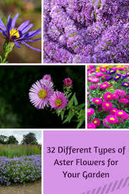 32 Different Types Of Aster Flowers For Your Garden Aster Flower Different Types Of Flowers Types Of Flowers