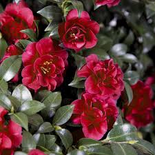 Christmas carol camellia shrub with red and white autumn blooms (1) Southern Living Plant Collection 2 Gal October Magic Ruby Camellia Shrub With Petite Christmas Red Double Blooms 79532 The Home Depot
