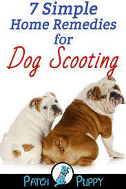 7 Simple Home Remedies For Dog Scooting Patchpuppy Com Dog Medicine Dog Wellness Pet Health