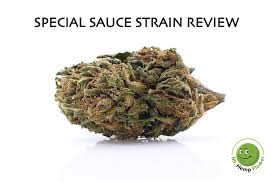 Special Sauce Strain Review Cbd Hemp Flower By Mr Hemp Flower