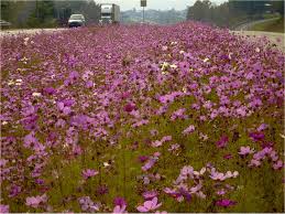 Maybe you would like to learn more about one of these? Operation Wildflower