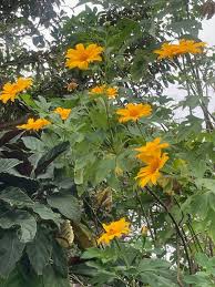 Image result for Tithonia diversifolia