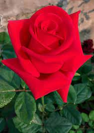 Rose flowers for my lover. 4 My Sweetheart Beautiful Rose Flowers Beautiful Roses Amazing Flowers