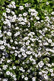 We did not find results for: Is Baby S Breath Poisonous To Cats And Dogs
