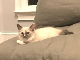 Pin By Mary Thomas Waymire On Katsu Kimchi Cats Animals