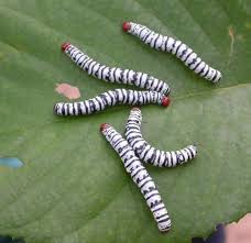 Image result for Millettia eetveldeana