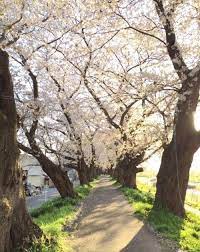 Background pemandangan taman bunga 3 » background check all. 26 Wallpaper Taman Bunga Yang Indah Bunga Wallpapers Backgrounds Free Wallpapers Download Download Gambar Taman Bu Bunga Sakura Fotografi Alam Pemandangan