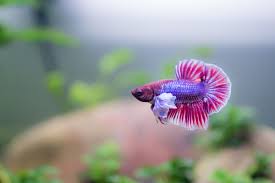 Betta Dumpo Betta Fish Betta Fish Types Koi Betta