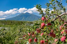Home supply, inc is a minority owned business that is your source for home supply products. What S So Special About Aomori Apples Tokyo Weekender