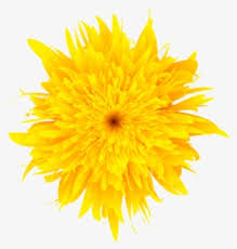 Posted on october 23, 2012 by admin. Dandelion Png Flower Transparent Background Yellow Drawing Of Sun Beautiful Free Transparent Clipart Clipartkey