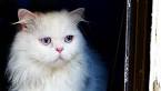 9 Beautiful White Cats and Kittens - The Spruce Pets