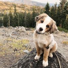 Explore the 260 dog (1080x1920) wallpapers for and download freely everything you like! Australian Cute Dogs Dogs Aesthetic Dogs And Puppies Dogs Quotes Puppy Shepherd Cute Baby Dogs Cute Dogs And Puppies Cute Animals