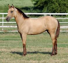 The american quarter horse foal, also called the frolicking foal, was introduced in 2005. Pin On Horses Cream