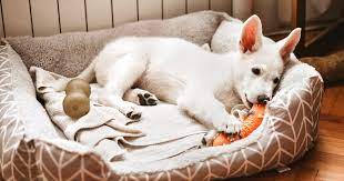 50% off our calming dog beds 2020 new year mega sale! The 14 Best Dog Beds Of 2021 According To Experts
