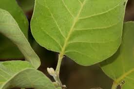 Image result for Philenoptera nelsii