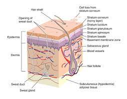 Anatomy And Physiology Integumentary System Skin Anatomy Black Skin