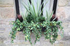 Window boxes are a lovely way to add aesthetic value to the front and back of your home, and add colour and greenery if you don't have a front garden.here, we look at the best flowers and plants for window boxes (depending on their position), some inspirational ideas on how to style window boxes to suit your taste and how to care for window boxes all year round. Artificial Evergreen Window Box
