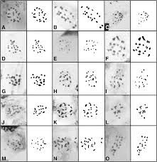 Image result for Dissotis longisepala