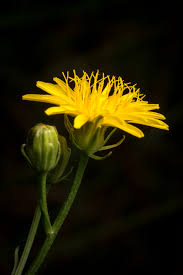 Image result for Crepis