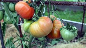 секрет раскрыт лучшее удобрение всех времен чай из травы Unikalnyj Sposob Poliva Tomatov Itogi Pervogo Primeneniya Youtube V 2020 G Ogorodnichestvo Rasteniya Vyrashivanie Pomidorov