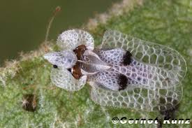 „primaria municipiului targoviste, prin directia de salubritate, a desfasurat noaptea trecuta acțiuni de combatere a insectei denumite ˮtigrul platanuluiˮ. Corythucha Ciliata Shefalitayal