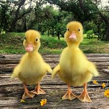 Whattheduckgame Monday Mondayfeeling Mondaymotivation Notrea Cute Animals Cute Ducklings Animals