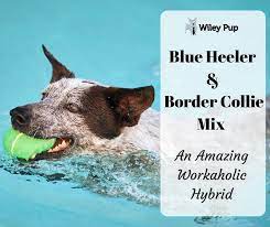 The Border Heeler Hybrid Combines Two Of The Smartest Hardest Working Dog Breeds In The World The Border Collie And The Collie Mix Heeler Border Collie Mix