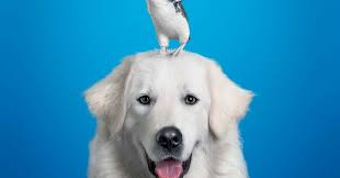 Mahan's Media: Oddball (2015)