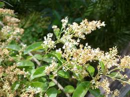 Image result for Ligustrum sinense