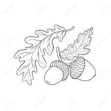 Get this free fall coloring page and many more from primarygames. Hand Drawn Oak Leaf And Acorn Royalty Free Cliparts Vectors And Stock Illustration Image 90390197