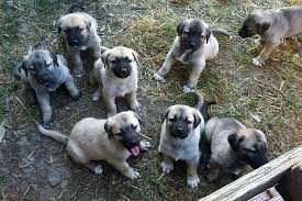 Kangal Puppies Kangal Kopegi Ve Hayvanlar