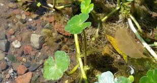 Image result for Hydrocotyle ranunculoides