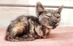 A clean cat is a happy cat, and we're here to help! Scabs On A Cat S Ears Ear Edge Dermatitis Cat World