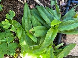 Image result for Ledebouria luteola