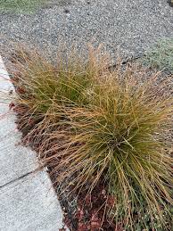 Image result for Carex