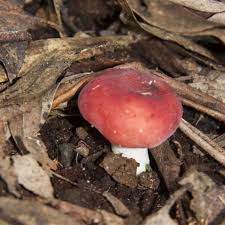 Image result for Russula sp