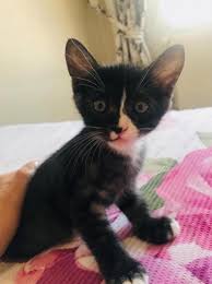 2 Aylik Tuxedo Oglana Yuva Ariyoruz Manisa Diger Kedi Sahiplendirme