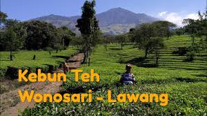 Potret inilah yang muncul di kebun teh yang terletak di desa toyomarto (kecamatan singosari) dan desa wonorejo, kecamatan lawang, kabupaten malang. Jalan Jalan Ke Kebun Teh Wonosari Lawang Youtube