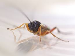 ○アブのサナギから出てきたヒメバチ科の仲間: ご近所の小さな生き物たち