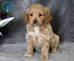 Their coats need more than a regular weekly brushing to keep them at their best. Cockapoo Puppies For Adoption The Y Guide