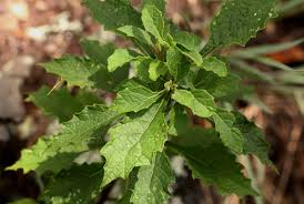 Image result for Vernonia muelleri