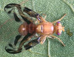 Anastrepha suspensa - Wikipedia