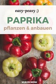 Paprika Pflanzen Und Anbauen Und Zwar So Wurzelwerk In 2020 Paprika Pflanzen Pflanzen Gemuse Anbauen