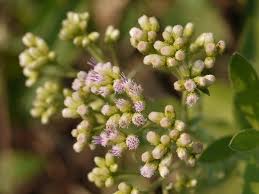 Image result for Pluchea ovalis